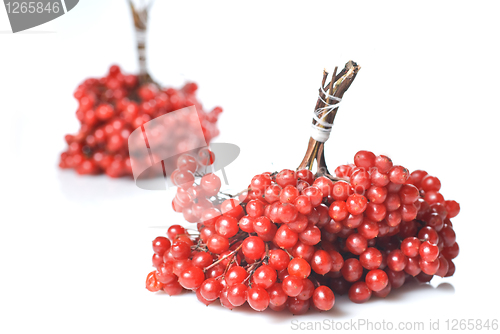 Image of Berries of red Viburnum