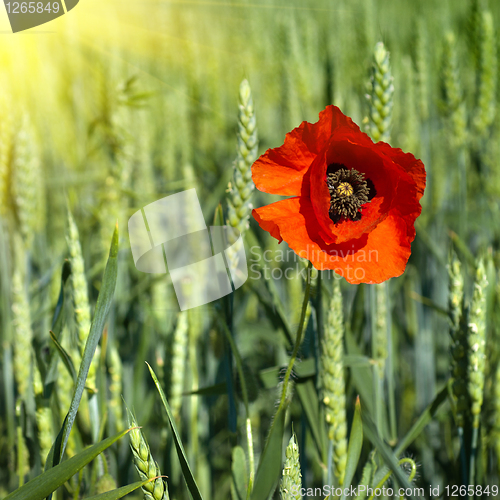 Image of poppy on field of green wheat