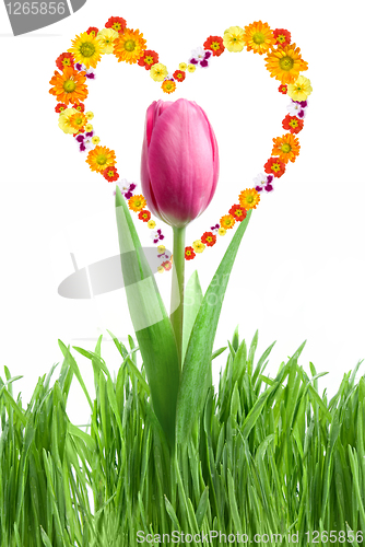 Image of purple tulip and green grass with heart from flowers isolated on