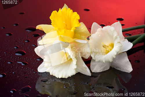 Image of yellow and white narcissus on red background with water drops