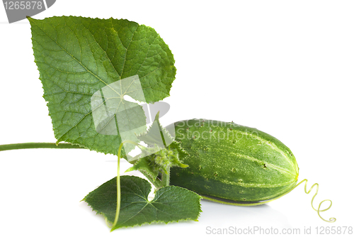 Image of green cucumber with leaves isolated on white