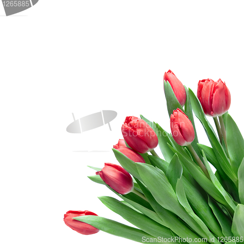 Image of close-up red tulips isolated on white