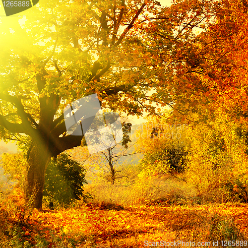 Image of autumn forest with sun beam