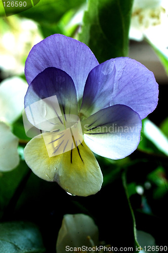 Image of wild pansy
