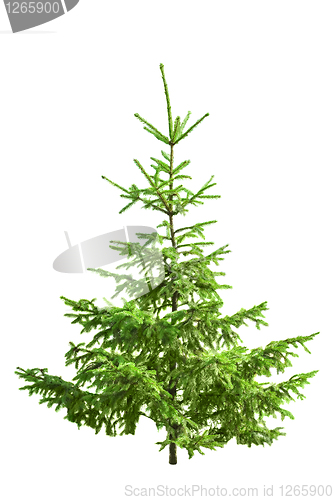 Image of Christmas tree isolated on white