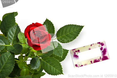 Image of red rose with empty greetting card isolated on white
