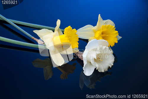 Image of white and yellow narcissus on blue background