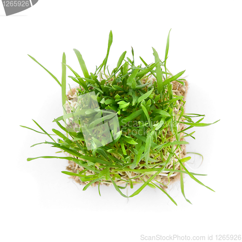 Image of close-up green grass with roots isolated on white