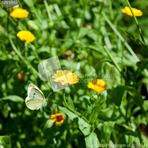 Image of Flowers with flying butterfly