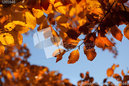 Image of background with autumn leaves