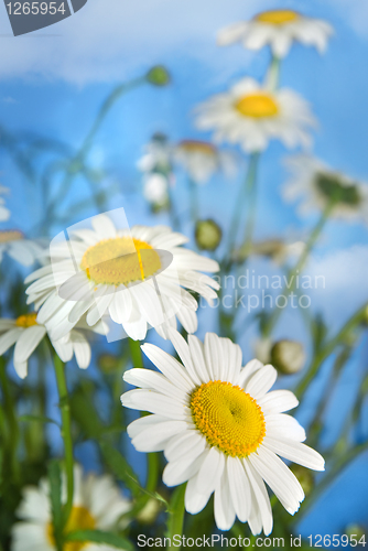 Image of white chamomiles against blue sky