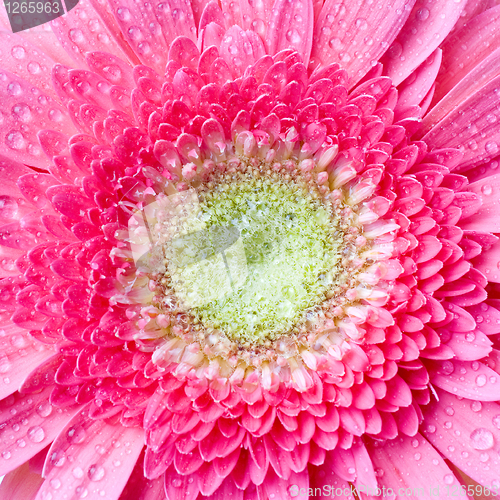 Image of Pink daisy-gerbera with water drops isolated on white