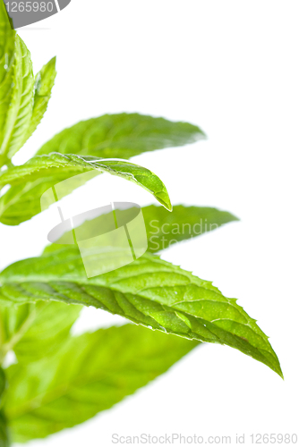 Image of macro photo of green mint isolated on white