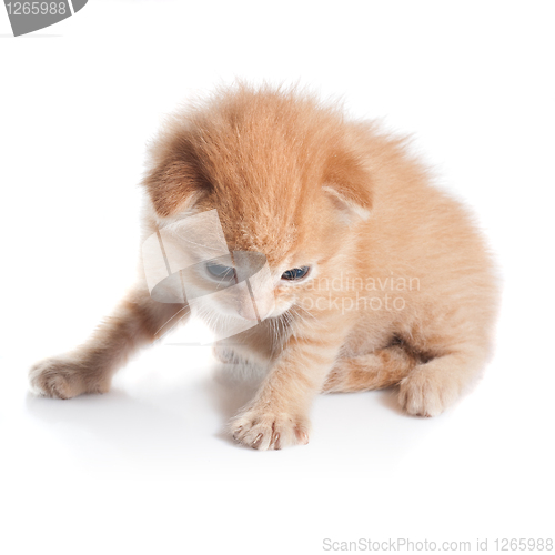 Image of kitten looking down isolated on white