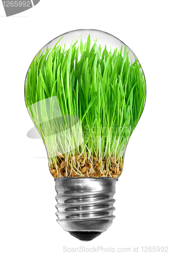 Image of Natural energy concept. Light bulb with green grass inside isola