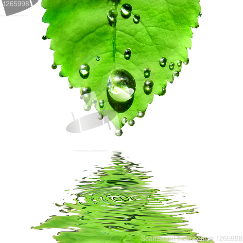 Image of green leaf with water drops isolated on white