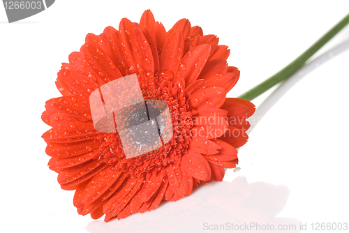 Image of Red daisy-gerbera with water drops isolated on white