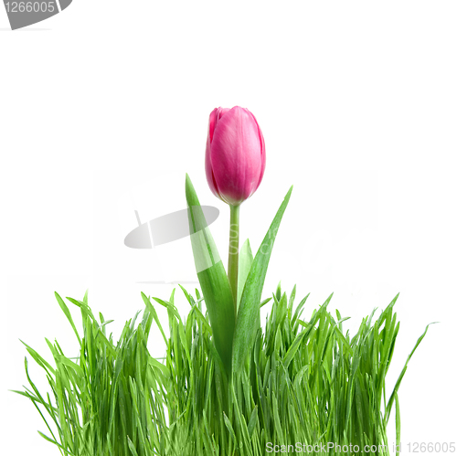 Image of purple tulip and green grass isolated on white