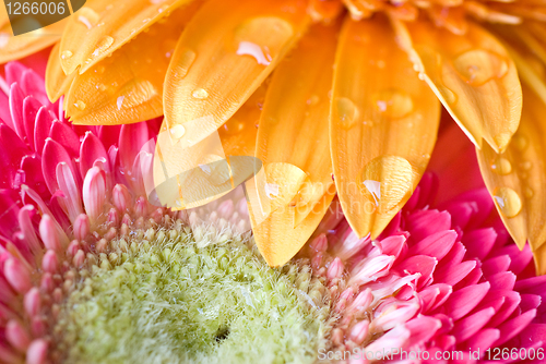 Image of Macro of yellow and pink daisy-gerbera