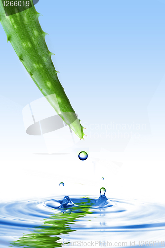 Image of green aloe vera with water drop and splash isolated on white