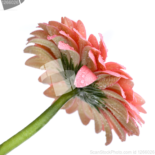 Image of Pink daisy-gerbera with water drops isolated on white