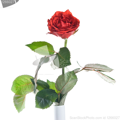 Image of red rose isolated on white