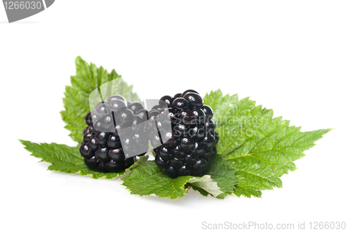 Image of blackberry on green leaf isolated on white