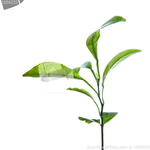 Image of branch of green lemon leaves isolated on white