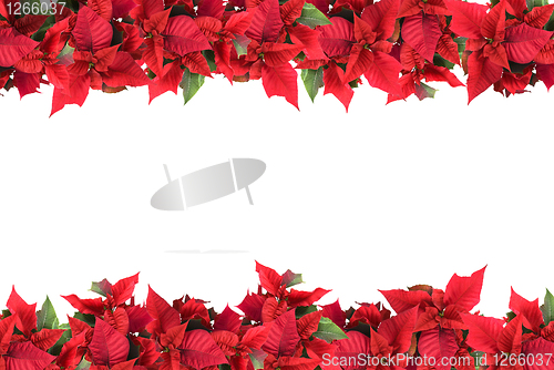 Image of christmas frame from poinsettias isolated on white