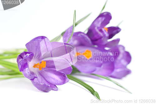 Image of crocus bouquet isolated on white