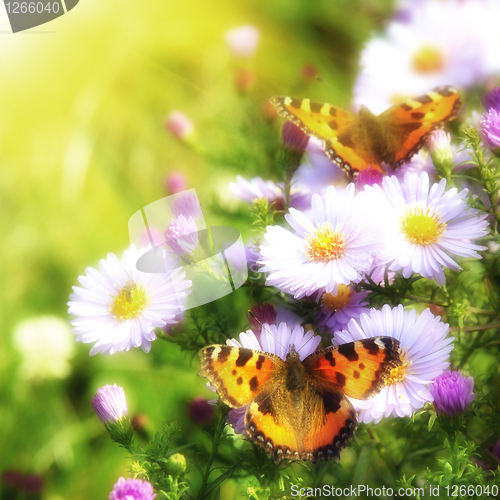 Image of two butterfly on flowers