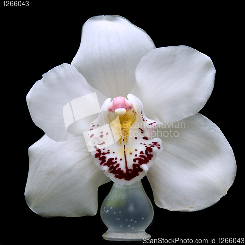 Image of close up white orchid isolated on black