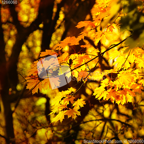 Image of autumn yellow leaves