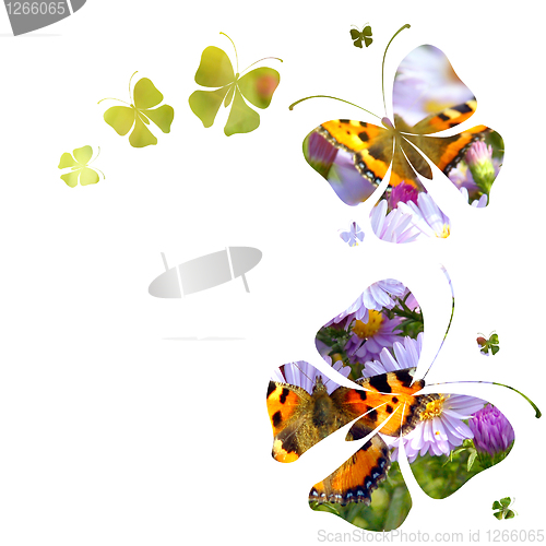 Image of butterflies on white