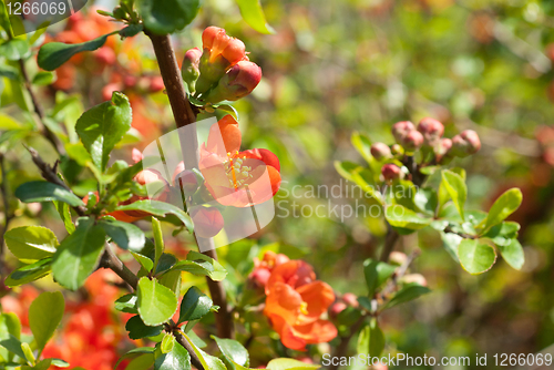 Image of red flowers in the garden