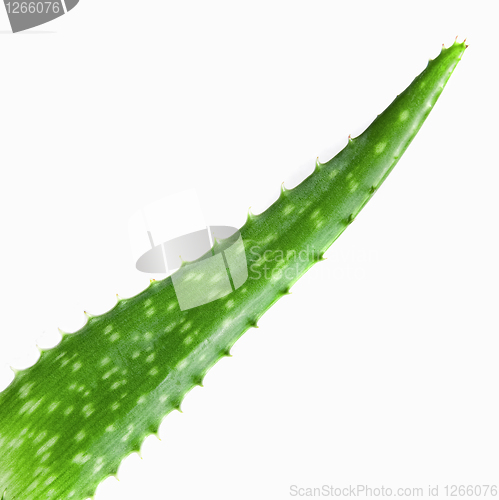 Image of close-up photo of green aloe vera isolated on white