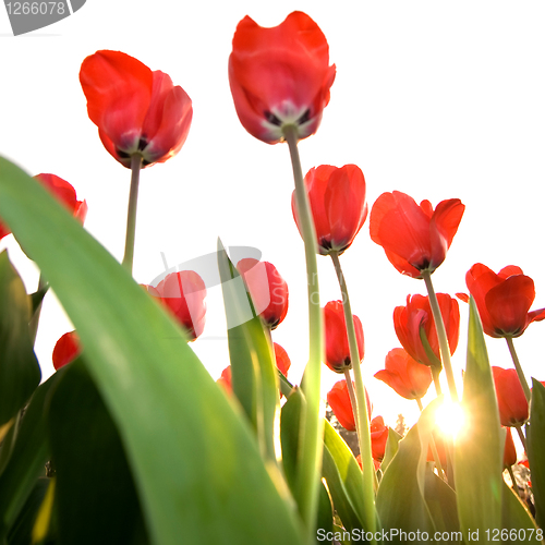 Image of red tulips