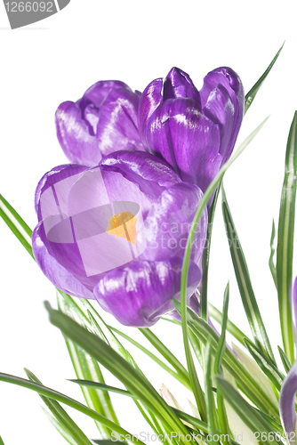 Image of crocus bouquet isolated on white