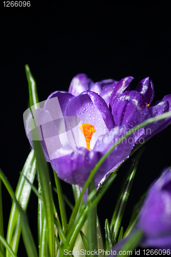 Image of crocus bouquet isolated on black