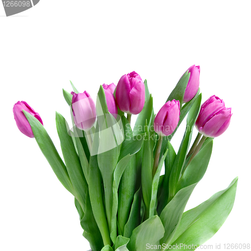 Image of close-up pink tulips isolated on white