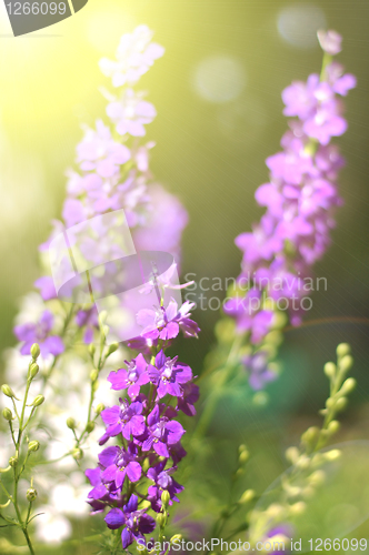 Image of Summer pink flowers