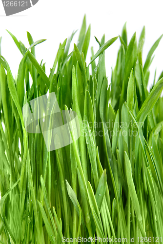 Image of close-up green grass isolated on white