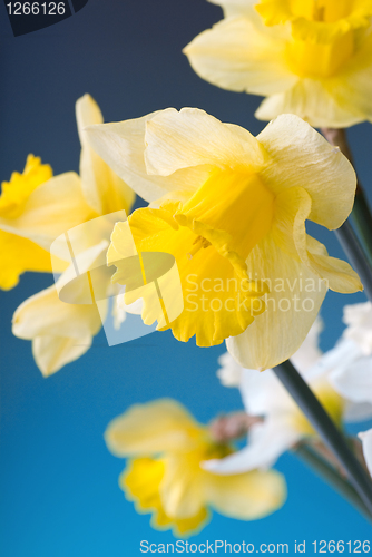 Image of yellow and white narcissus on blue background