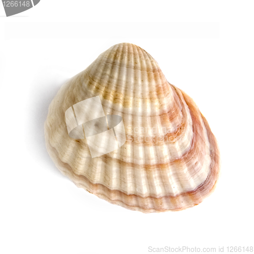 Image of macro of shell isolated on white