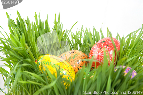 Image of color easter eggs in nest from green grass on white