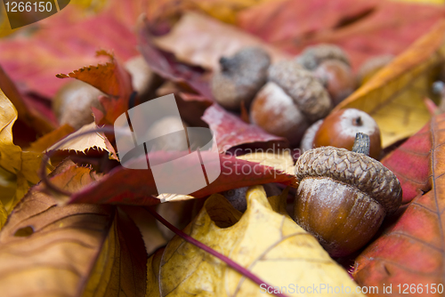 Image of acorns with autumn leaves