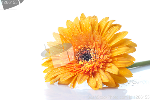 Image of Macro of yellow daisy-gerbera head isolated on white
