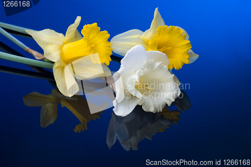 Image of white and yellow narcissus on blue background