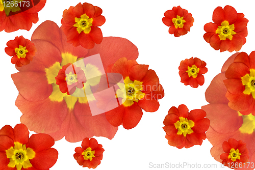 Image of color flowers background