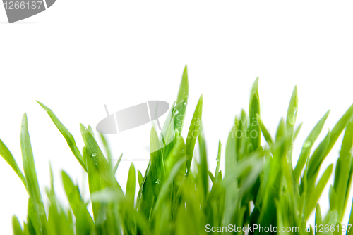 Image of close-up green grass isolated on white